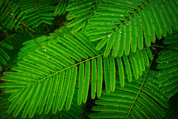 Green leaf texture, Dark nature background