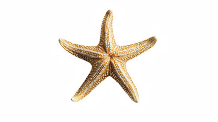 a starfish on a transparent background, PNG image, PNG file, Generative art.