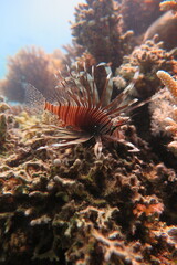 Red Sea | Scuba Diving | Egypt | Summer | Underwater life