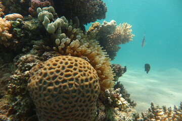 Red Sea | Scuba Diving | Egypt | Summer | Underwater life
