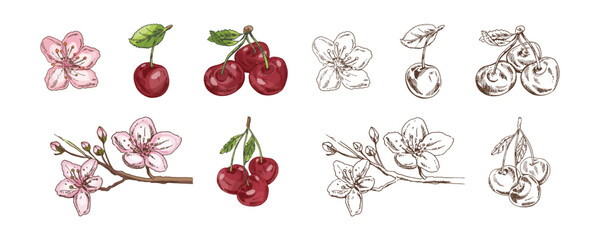 Hand drawn vintage sketch set of cherry fruits and blossoms in color and monochrome version, isolated vector illustration