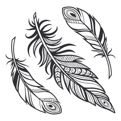 Obraz premium feathers vector illustration