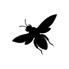 butterfly on white background