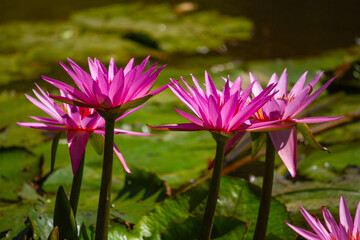 pink water lily