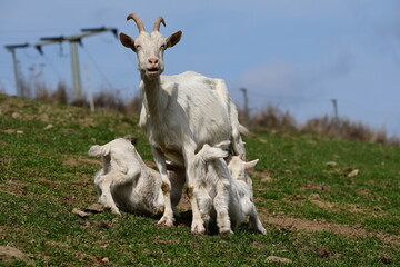 Verschiedene Ziegen auf der Frühlingsweide