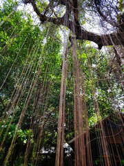 Vines are straight and hang down from the trees.