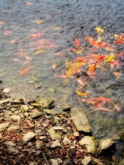 Koi fish swim in a pond with clear water.