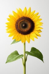 Obraz premium Beautifully detailed hand-drawn sunflower with a tall stem and broad green leaves, soft muted yellows for petals,