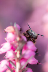 A Bee On A Pink Flower