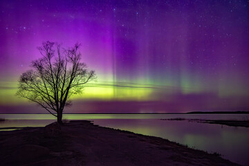 A lone tree stands silhouetted against vibrant northern lights in purple and green, reflecting over...