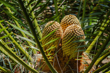 close up of pine cones