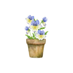 Pansies yellow-blue eyes with green leaves in clay flower pot. Watercolor illustration isolated for print, poster, postcard.