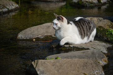 川の岩の上で鴨を狙ってるキジトラ柄とぶち猫柄の野良猫