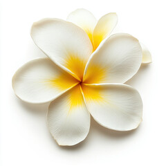 Frangipani flower isolated on white background.