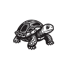 turtle on a white background