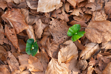 Fresh green seedlings of  Beech among brown, old, withered leaves of the previous year
