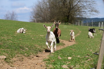 Verschiedene Ziegen auf der Frühlingsweide