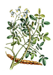 Guilandina moringa, Meerrettichbaum, Nutzpflanze, Heilpflanze