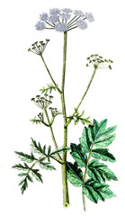 Pimpinella magna, Große Bibernelle, Nutzpflanze, Heilpflanze