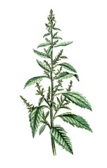 Chenopodium anthelminticum, Wurmsamen-Drüsengänsefuß, Nutzpflanze, Heilpflanze
