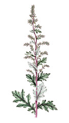 Nepta cataria, Echte Katzenminze, Nutzpflanze, Heilpflanze