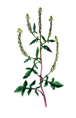 Erysimum officinale, Weg-Rauke, auch Echte Rauke oder Gewöhnliche Rauke, Nutzpflanze, Heilpflanze