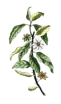 Illicium anisatum, Syn.: Illicium religiosum und Illicium japonicum, Japanische Sternanis oder die Shikimifrucht, Nutzpflanze, Heilpflanze