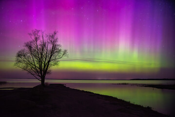 A lone tree stands silhouetted against vibrant northern lights in purple and green, reflecting over...