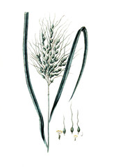 Oryza sativa, Reis, Nutzpflanze, Heilpflanze