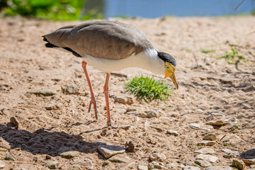 Close up of a masked Lapwing on shoreline surface