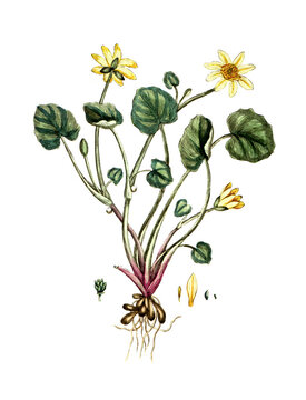 Ranunculus ficaria, Scharbockskraut, Nutzpflanze, Heilpflanze
