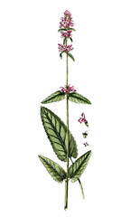 Betonica officinale, Echte Betonie, Nutzpflanze, Heilpflanze