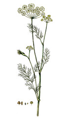 Anethum graveolens, Dill, Dille oder Gurkenkraut, Nutzpflanze, Heilpflanze