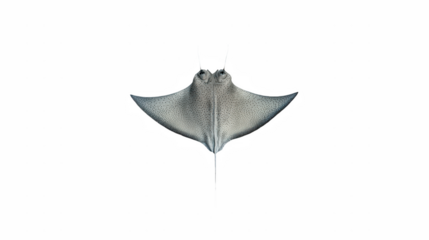 a picture of a stingray in the darkness on a transparent background, PNG image, PNG file, Generative art.