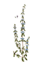 Mentha pulegium, Polei-Minze, Nutzpflanze, Heilpflanze