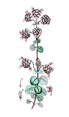 Origanum dictamnus, Diptam-Dost, auch Kretischer Diptam, Dittam, Nutzpflanze, Heilpflanze