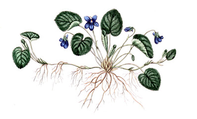 Viola odorata, Echtes Veilchen, Nutzpflanze, Heilpflanze