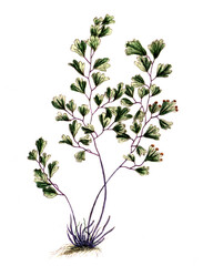 Adianthus capill veneris, Nutzpflanze, Heilpflanze