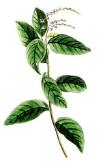 Petiveria alliacea, Knoblauchstrauch, Nutzpflanze, Heilpflanze