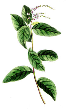 Petiveria alliacea, Knoblauchstrauch, Nutzpflanze, Heilpflanze
