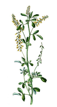 Melilotus officinalis, Nutzpflanze, Heilpflanze, Gew&ouml;hnlicher Steinklee, Gelber Steinklee