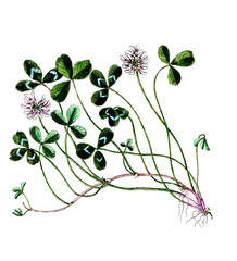 Trifolium repens, Weißklee, Nutzpflanze, Heilpflanze