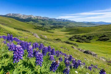 A vibrant field of wildflowers stretching under a brilliant blue sky, filled with bees and butterflies