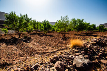 2024 03 16 Jebel Saghro Handour Valley agricultural landscapes130