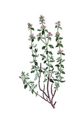Thymus vulgaris, Echter Thymian, Nutzpflanze, Heilpflanze