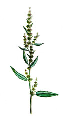 Fototapeta premium Rumex acutus, Wiesen-Sauerampfer, Nutzpflanze, Heilpflanze
