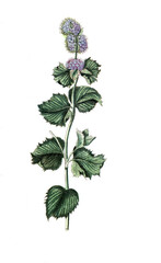 Mentha crispa, Ährige Minze, Krause Minze oder Speer-Minze, Nutzpflanze, Heilpflanze