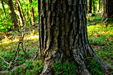 御坂山地の十二ヶ岳　アカマツの幹
