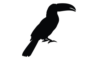 Toucan silhouette, Tropical bird icon, Toucan on white background