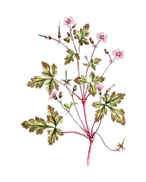 Geranium robertanum, Ruprechtskraut, Stinkender Storchschnabel, Nutzpflanze, Heilpflanze